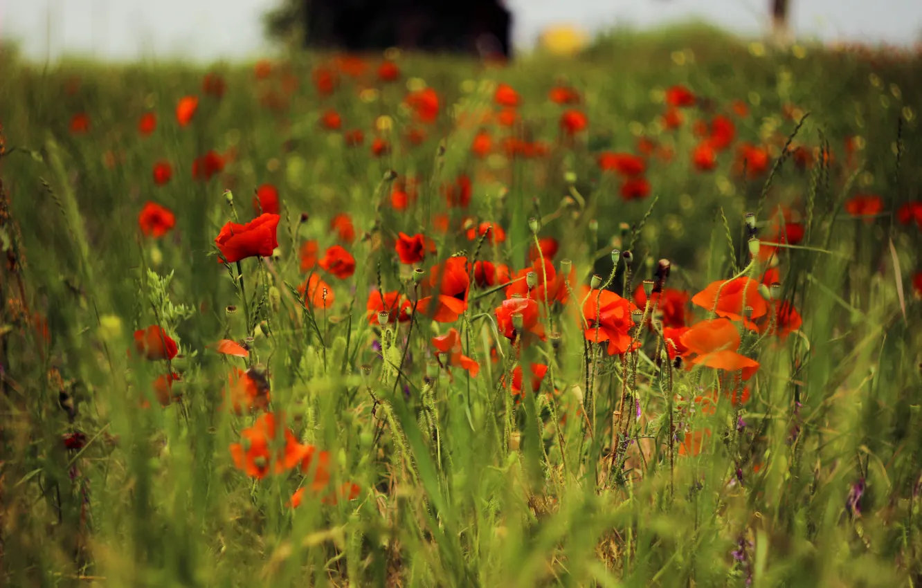 Photo wallpaper field, grass, Maki, plants, Red