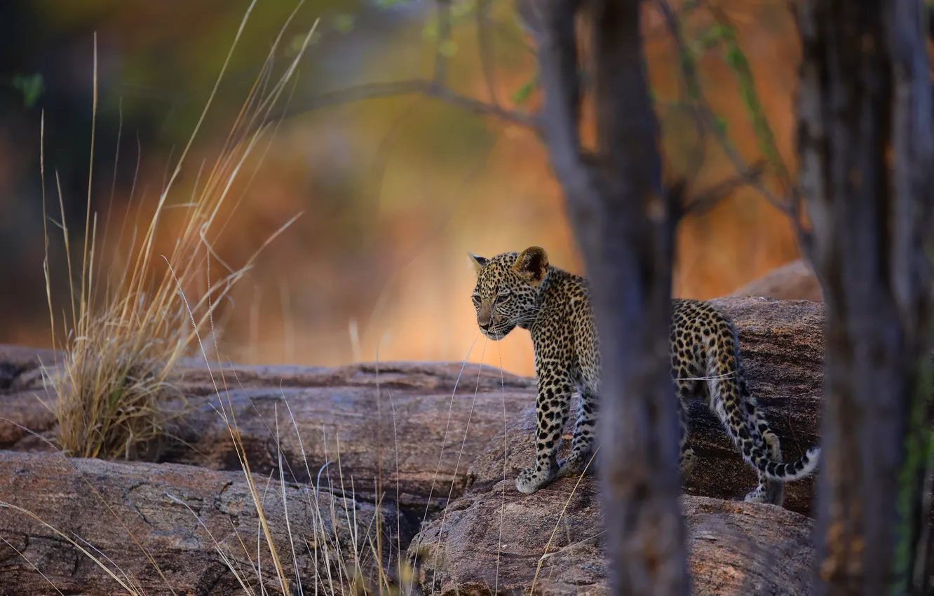 Photo wallpaper grass, trees, nature, stones, leopard, walk, cub, bokeh