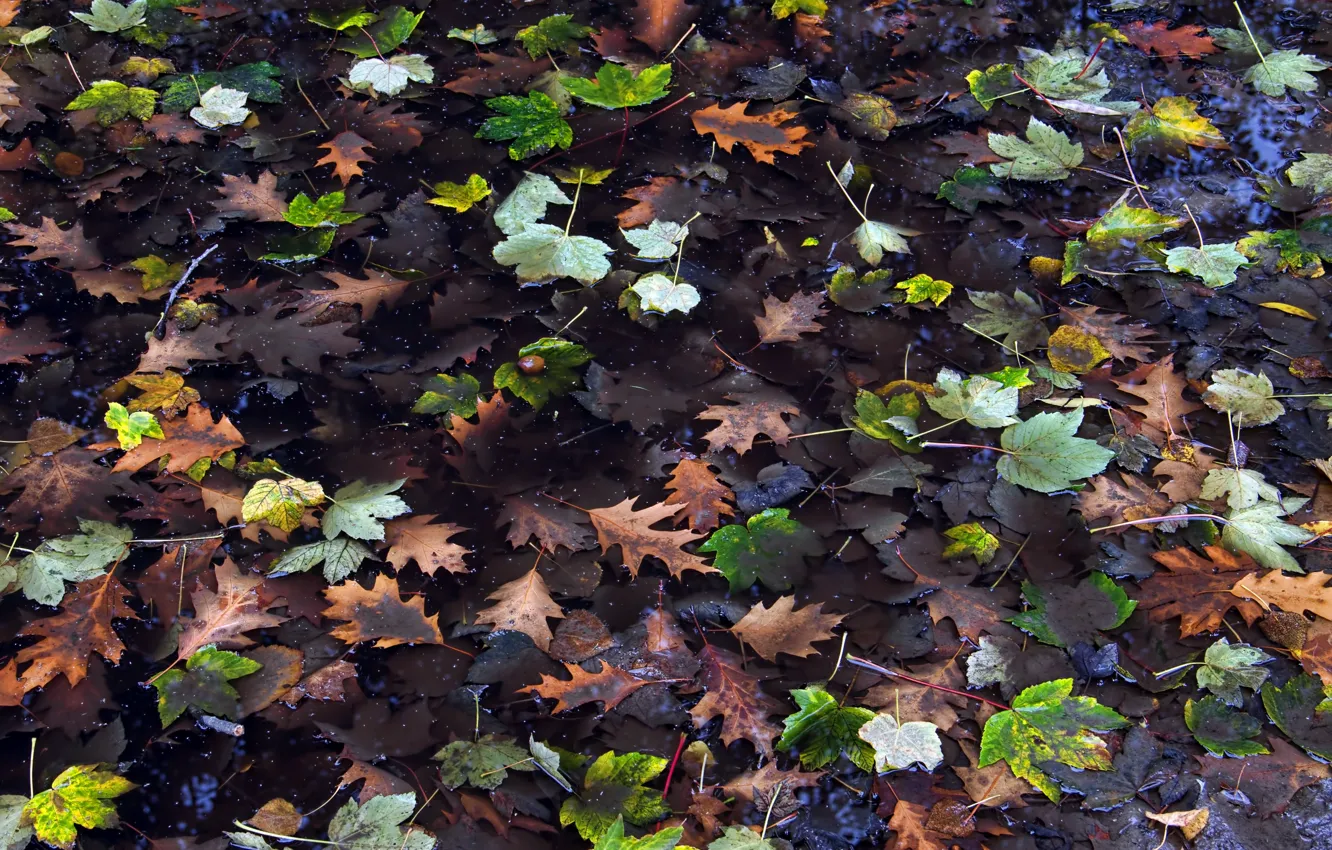 Photo wallpaper leaves, nature, puddle