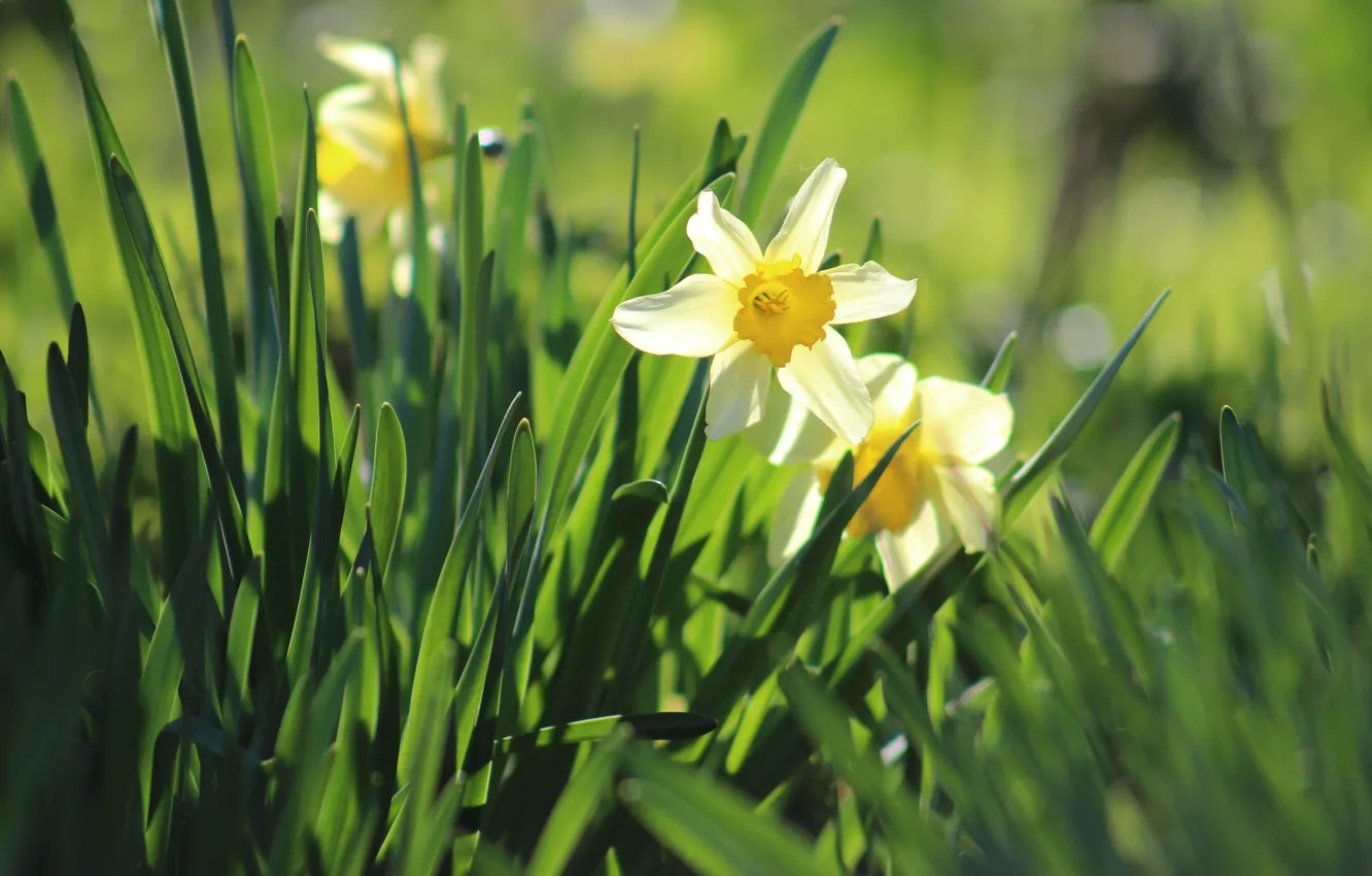 Photo wallpaper greens, macro, daffodils, bokeh