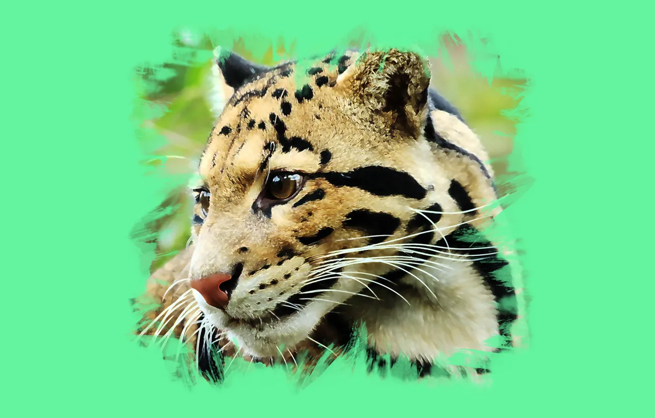 Photo wallpaper wool, color, Clouded leopard