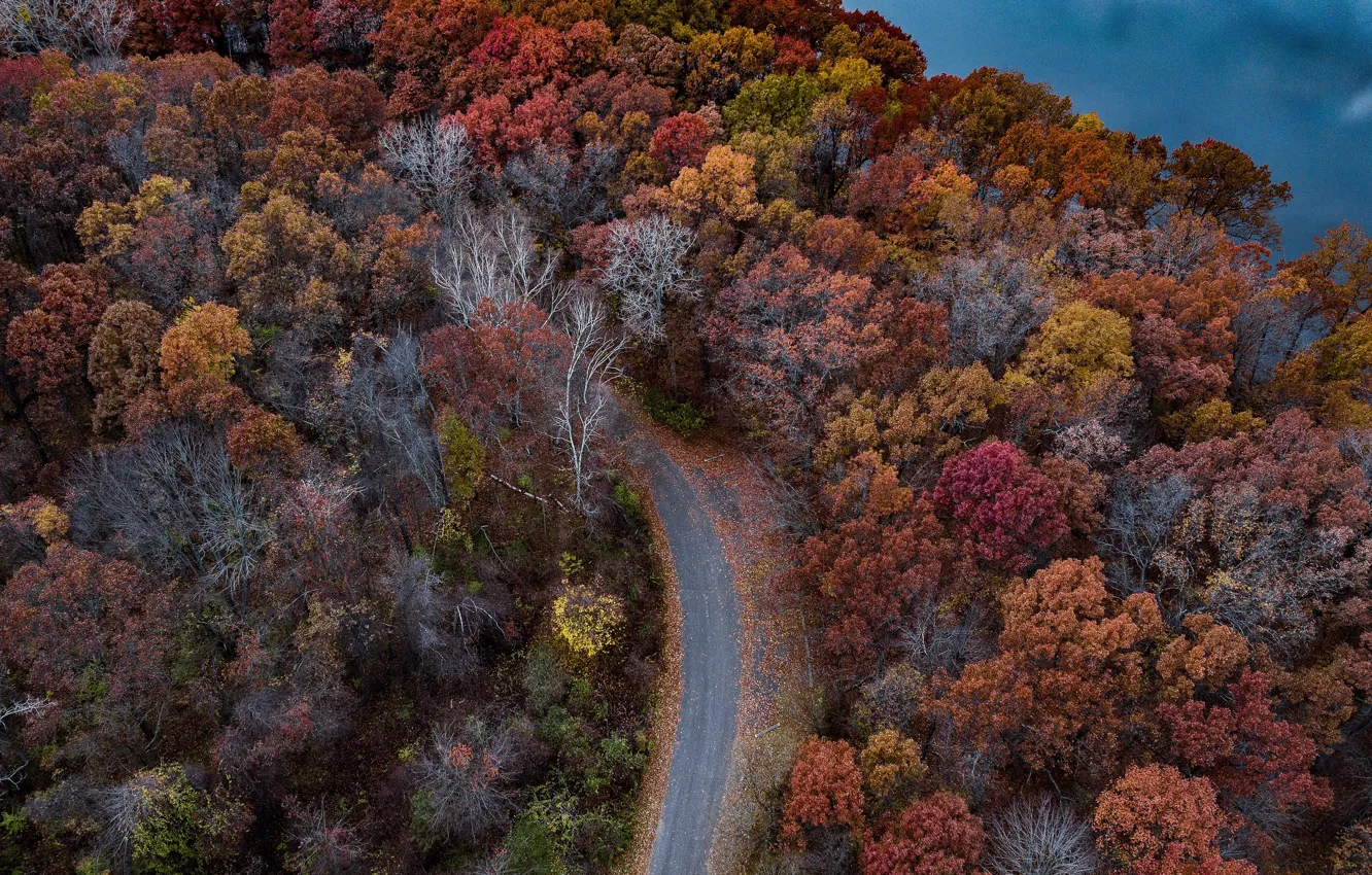 Photo wallpaper the, road, autumn, forest