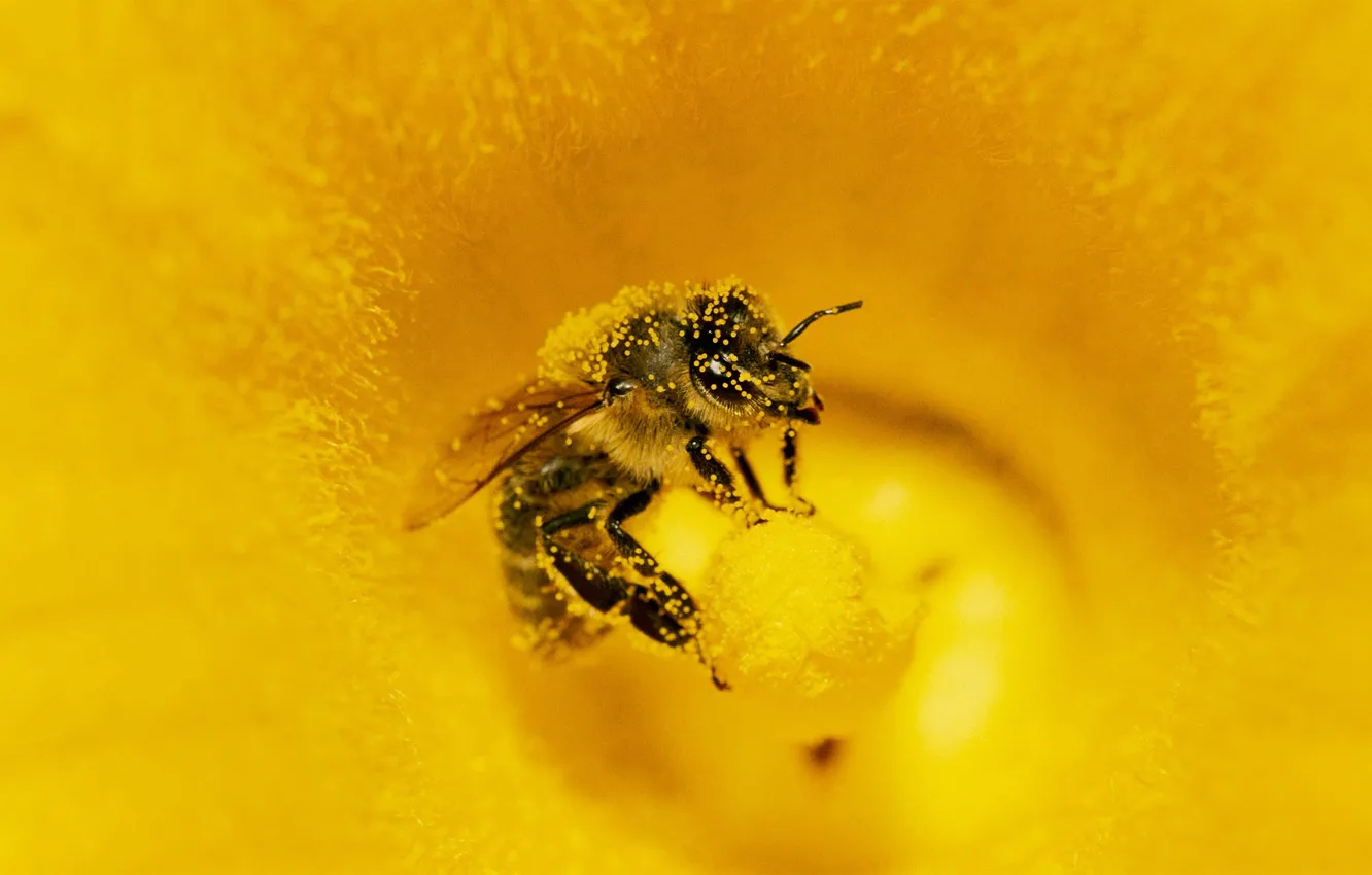 Photo wallpaper flower, bee, pollen, insect