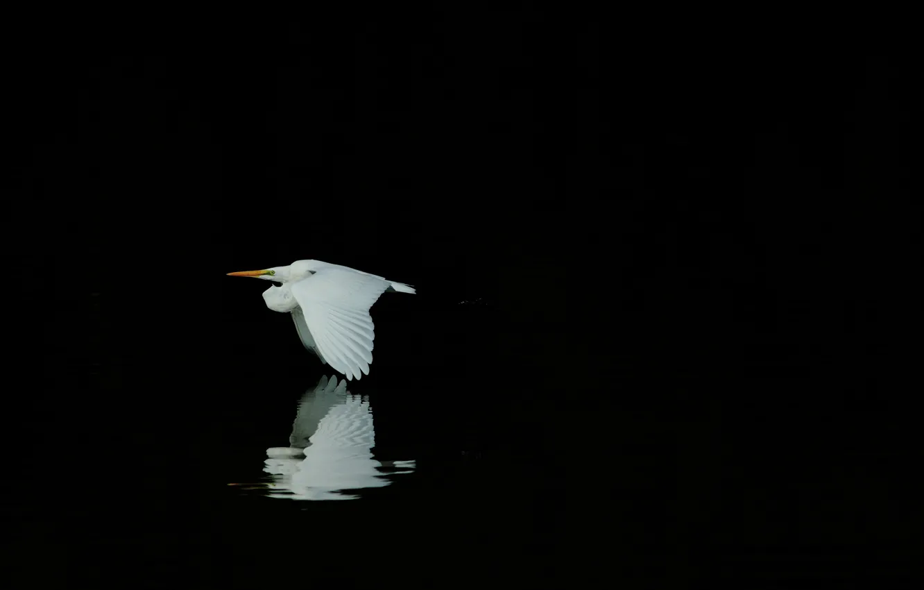 Photo wallpaper reflection, bird, white, black background, Heron