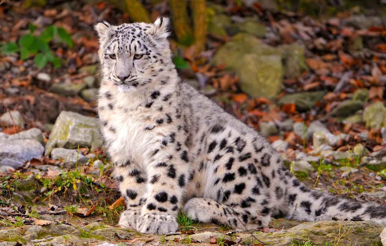 Photo wallpaper snow leopard, kitty, sitting, looks, brooding