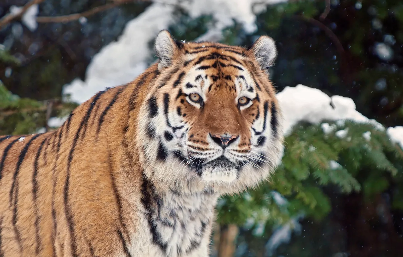 Photo wallpaper winter, snow, tiger