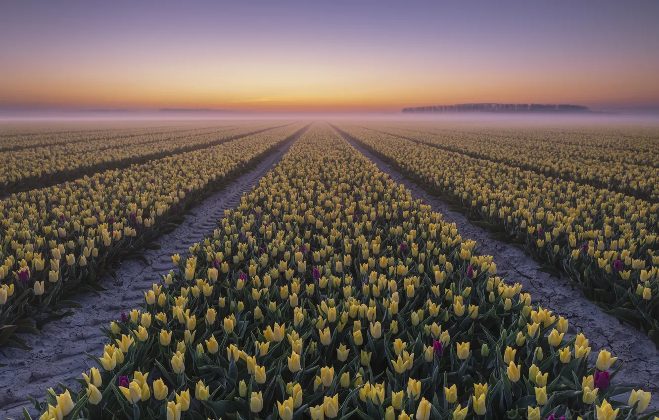 Photo wallpaper sunset, fog, tulips