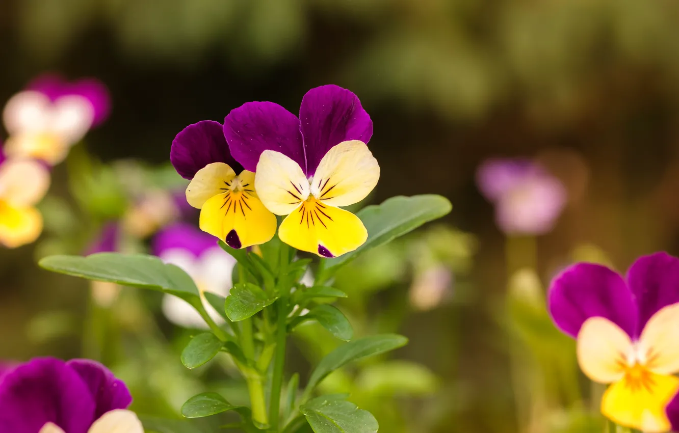 Photo wallpaper flowers, bright, Pansy, viola