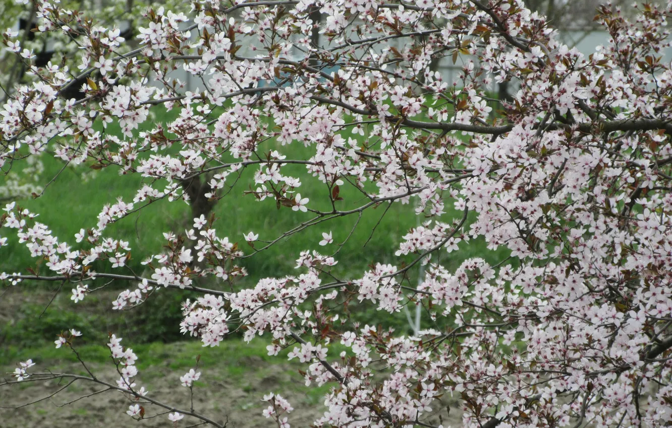Photo wallpaper tree, spring, spring 2018, Meduzanol ©