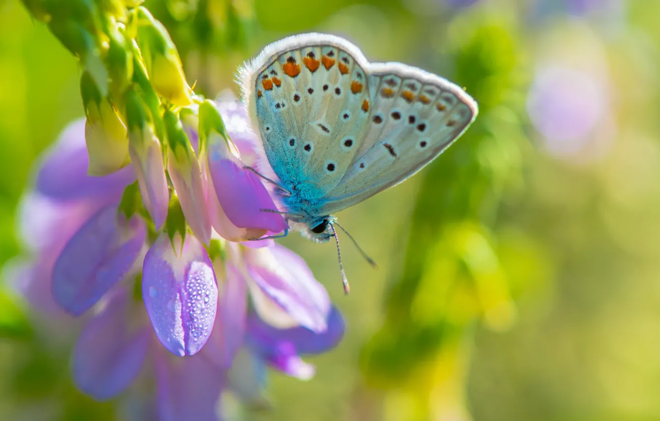 Photo wallpaper purple, macro, flowers, background, butterfly