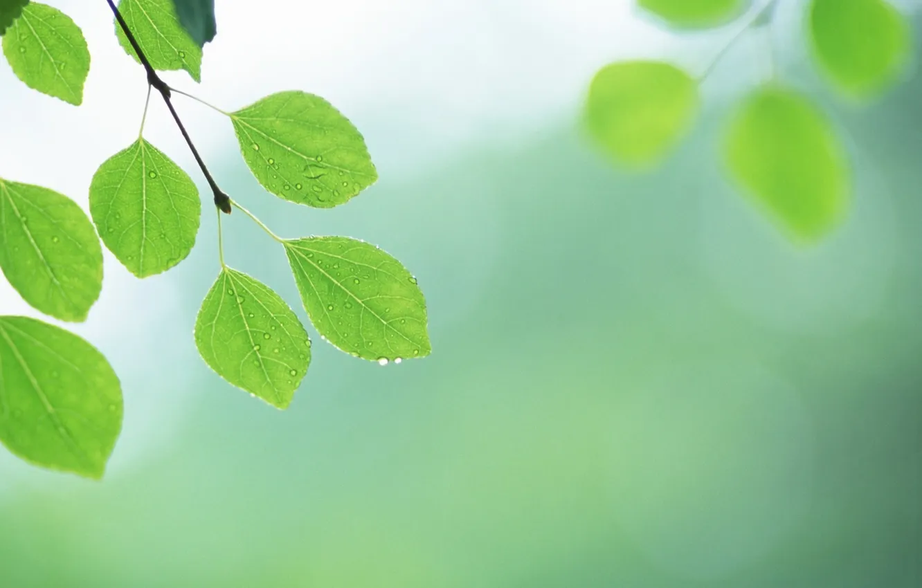 Photo wallpaper leaves, macro, sheet, green, macro