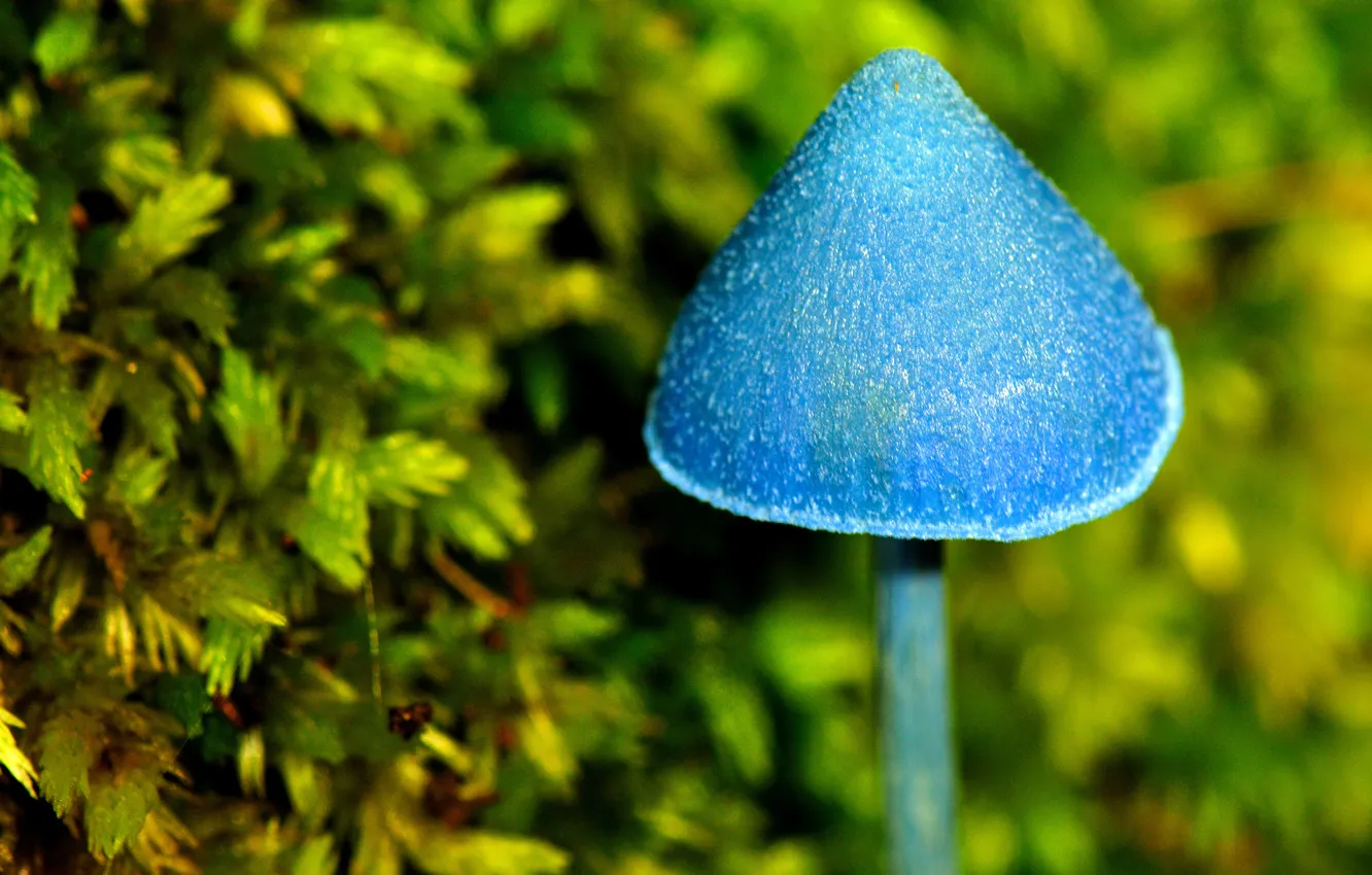 Photo wallpaper macro, blue, blue, mushrooms, magic, mushroom