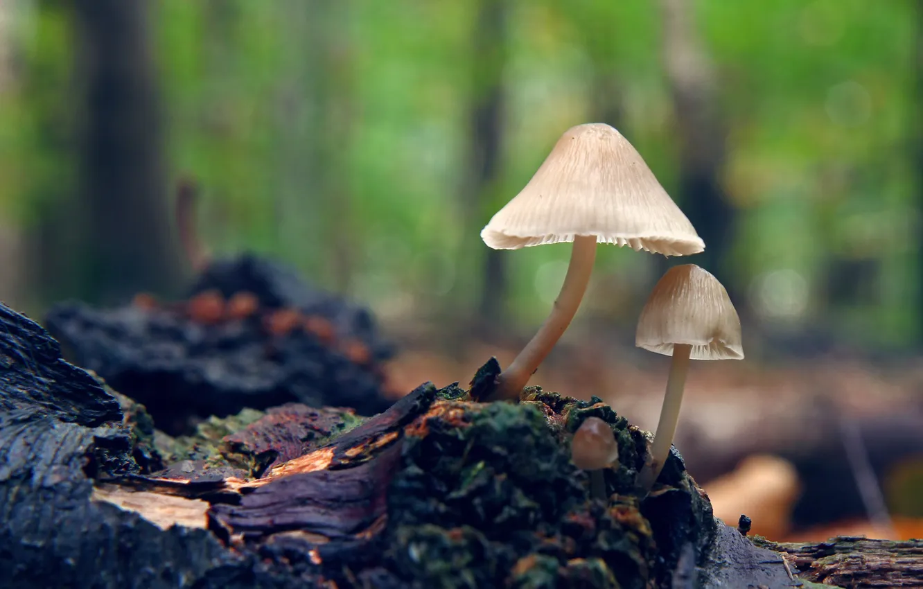 Photo wallpaper background, mushrooms, blur, stump