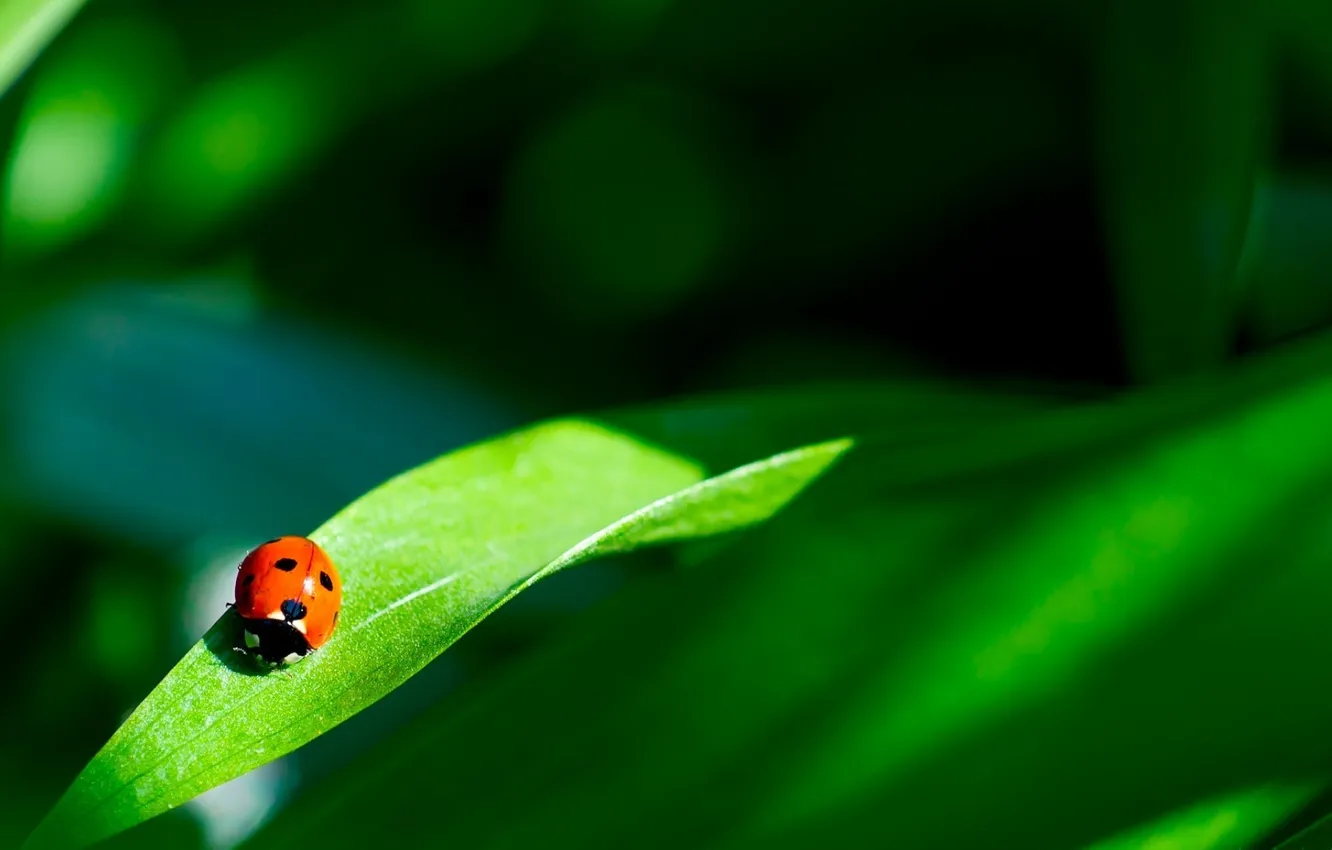 Photo wallpaper greens, leaves, the sun, rays, light, nature, plant, ladybug