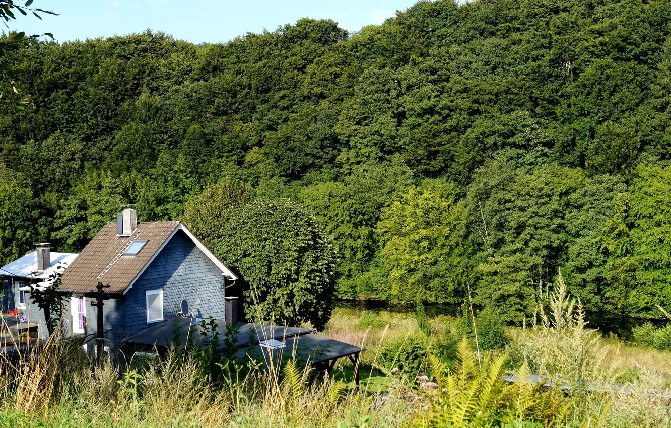 Photo wallpaper forest, grass, trees, river, shore, foliage, cottage