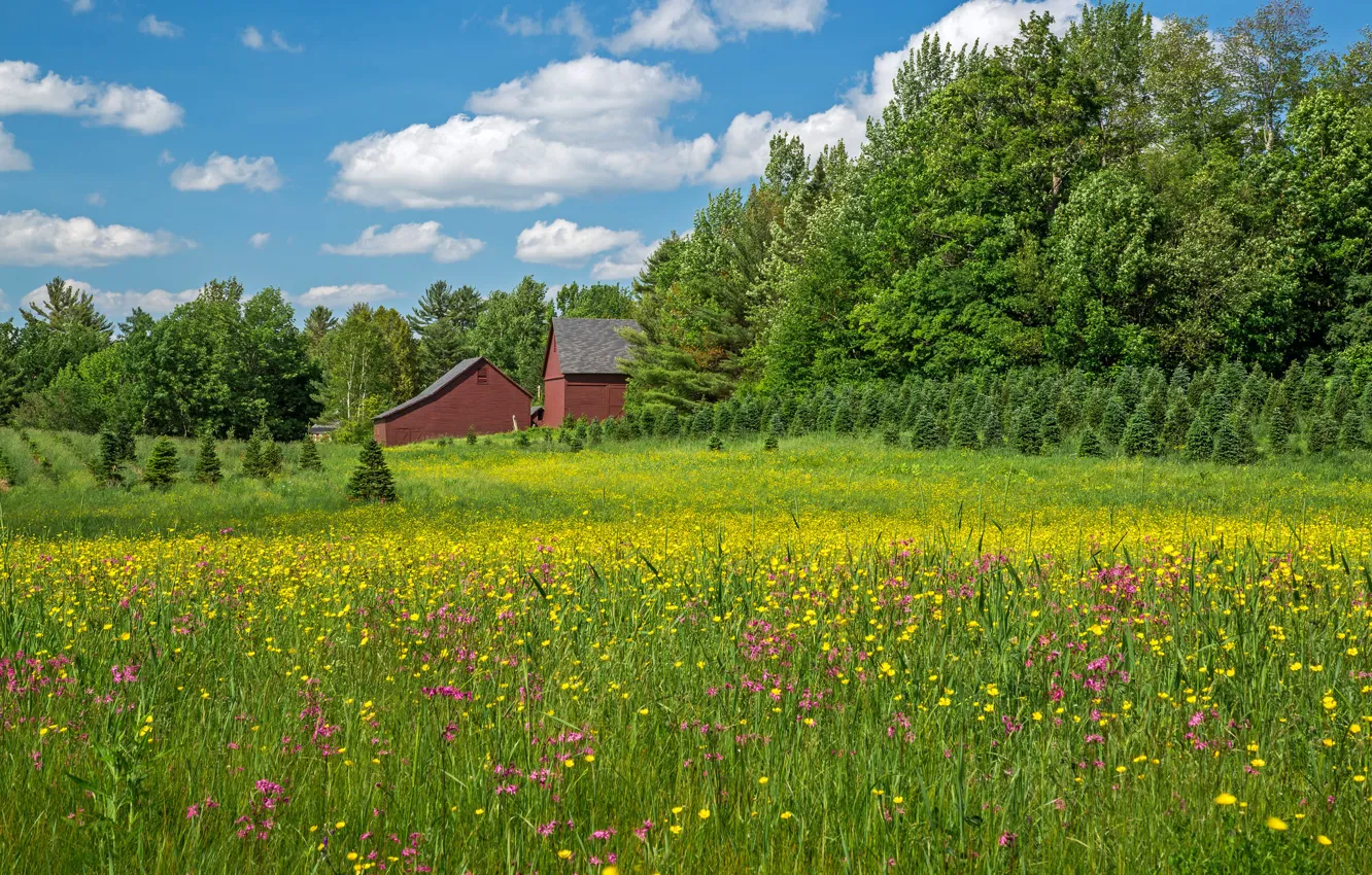 Photo wallpaper trees, flowers, home, meadow, New Hampshire, New Hampshire, Bethlehem, Bethlehem