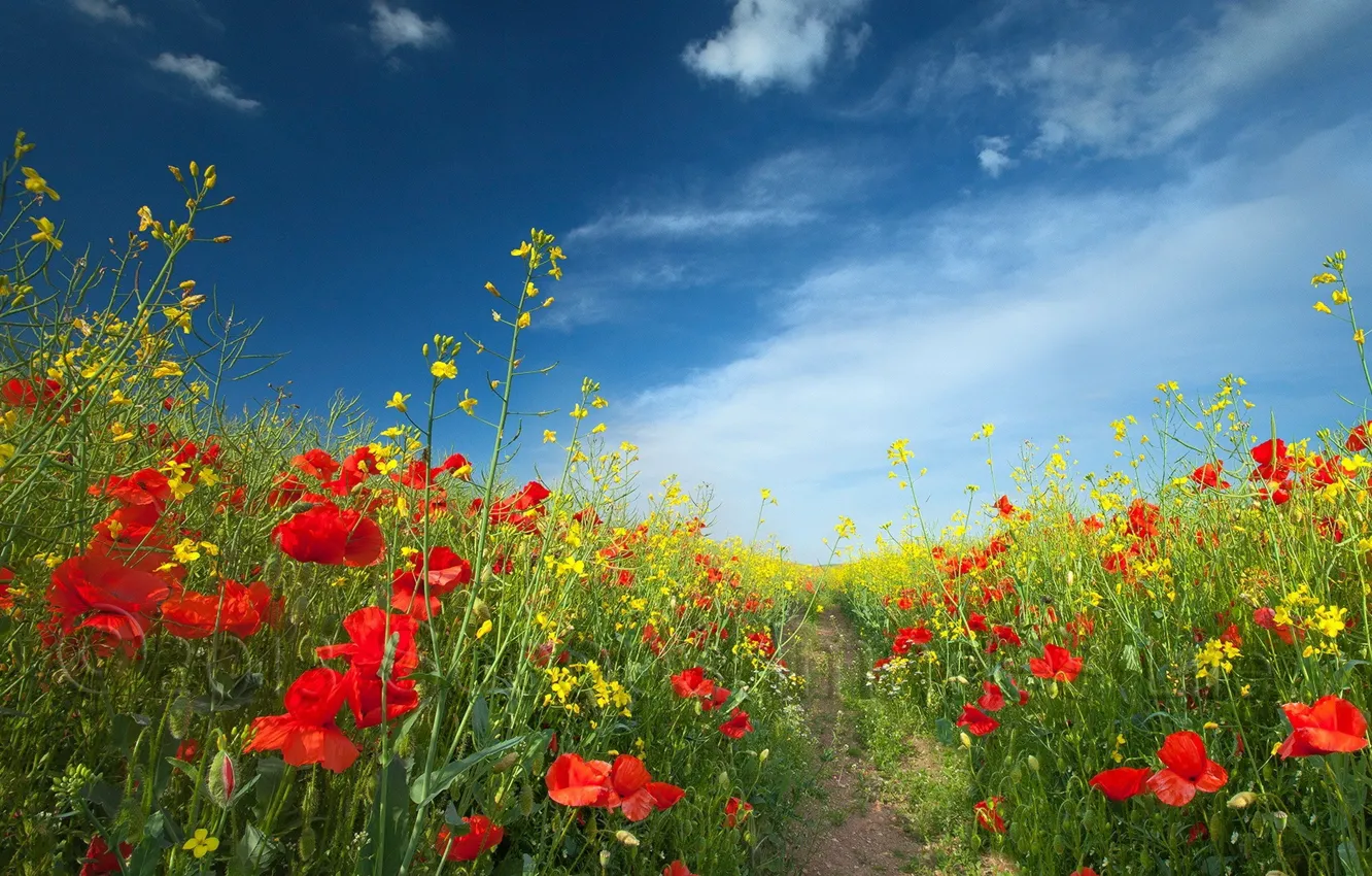 Photo wallpaper field, summer, landscape, flowers