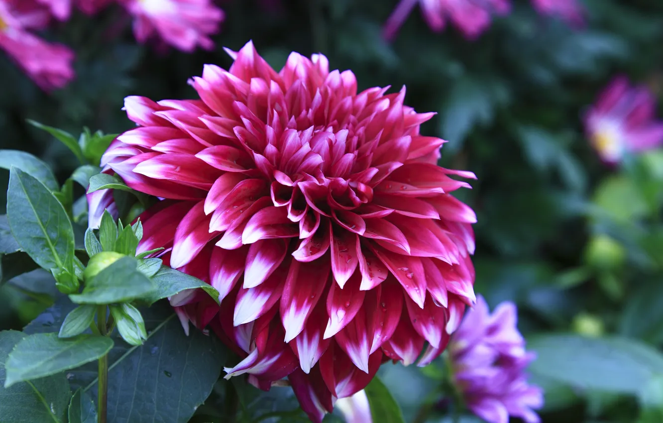 Photo wallpaper drops, dahlias, closeup, Dahlia's