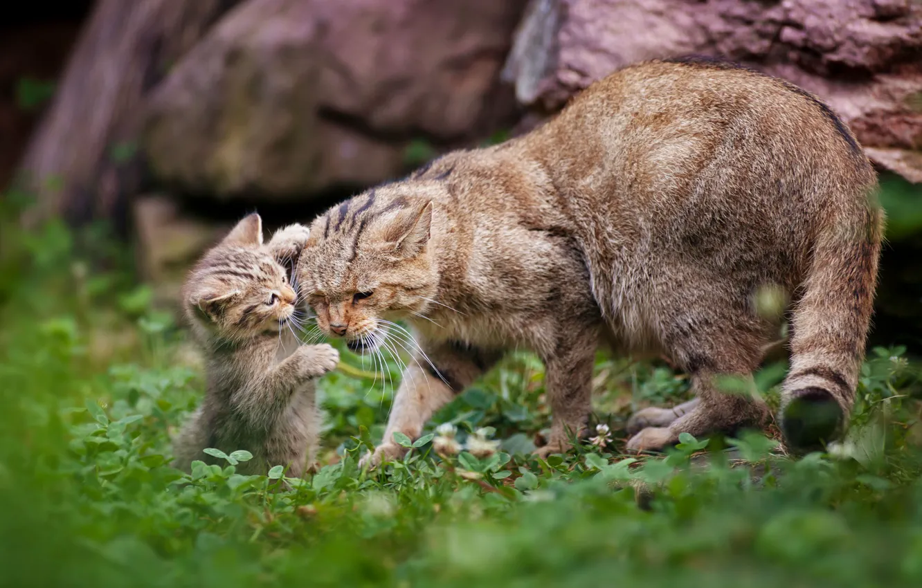 Photo wallpaper kitty, wild cat, motherhood