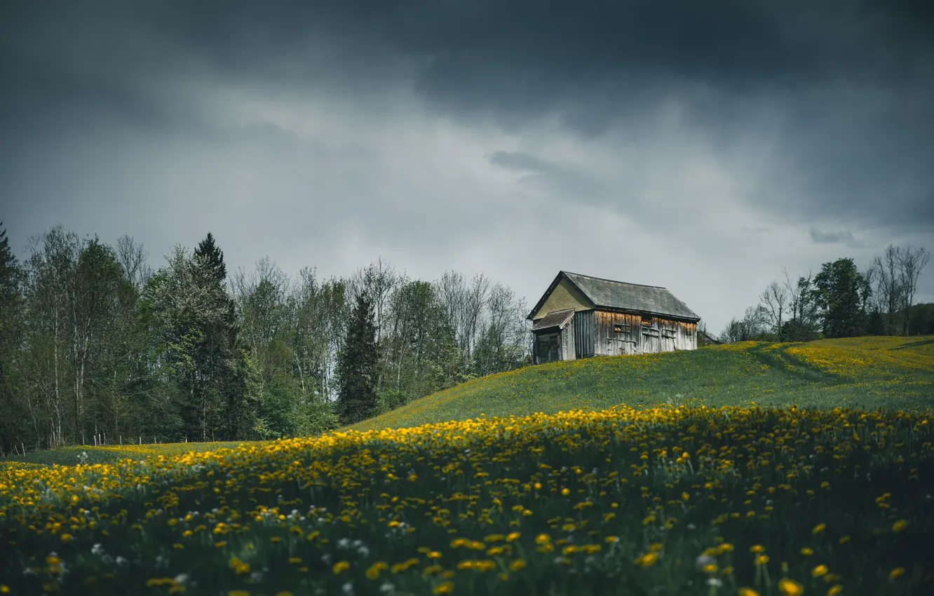 Photo wallpaper field, forest, the sky, flowers, clouds, overcast, hills, meadow