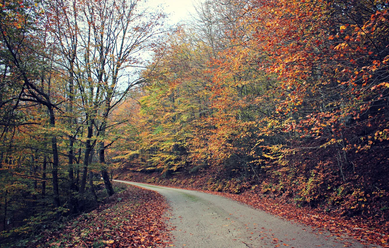 Photo wallpaper road, forest, leaves, trees