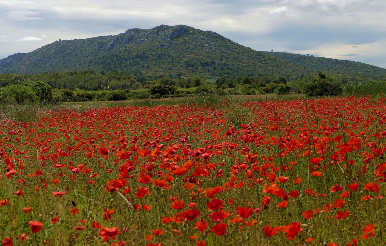 Photo wallpaper summer, flowers, mountains, red, Maki, poppy field