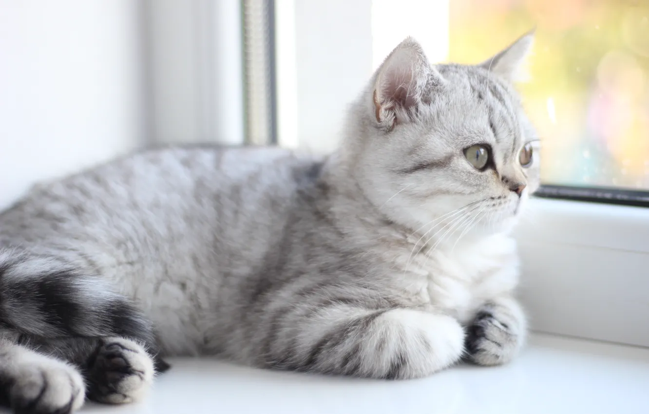 Photo wallpaper cat, window, lies, kitty, British, tabby