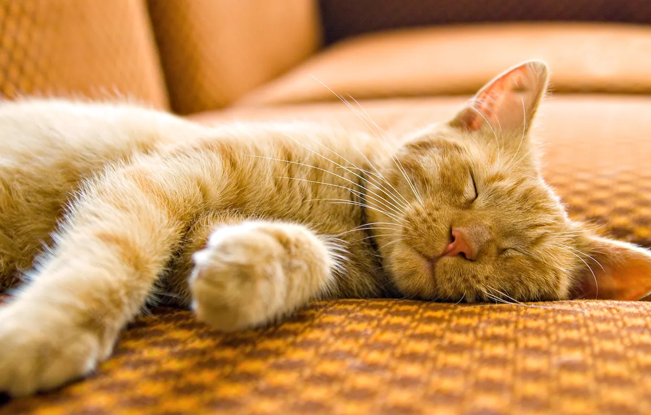 Photo wallpaper cat, cat, macro, sofa, sleeping