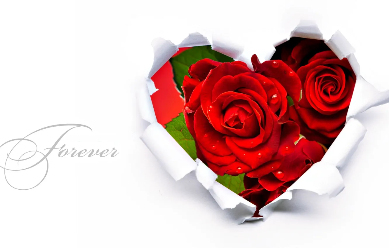 Photo wallpaper flowers, red, heart, roses, forever