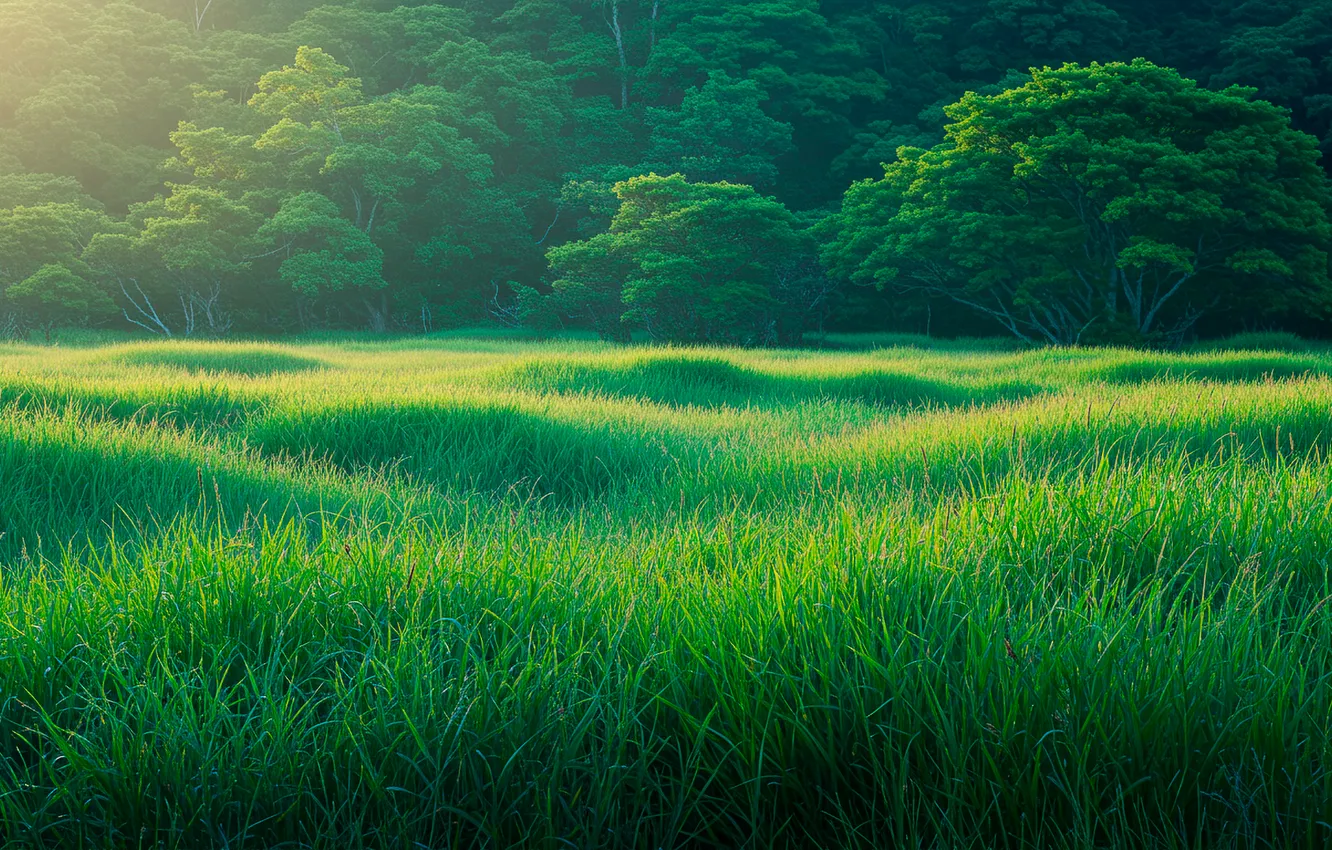 Photo wallpaper forest, summer, grass, the sun, trees, Wallpaper, glade, wallpaper