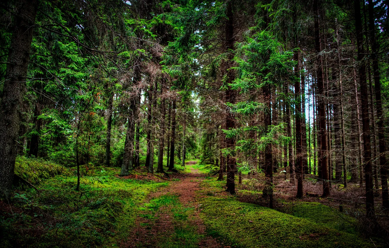 Photo wallpaper forest, trees, nature, photo, trail