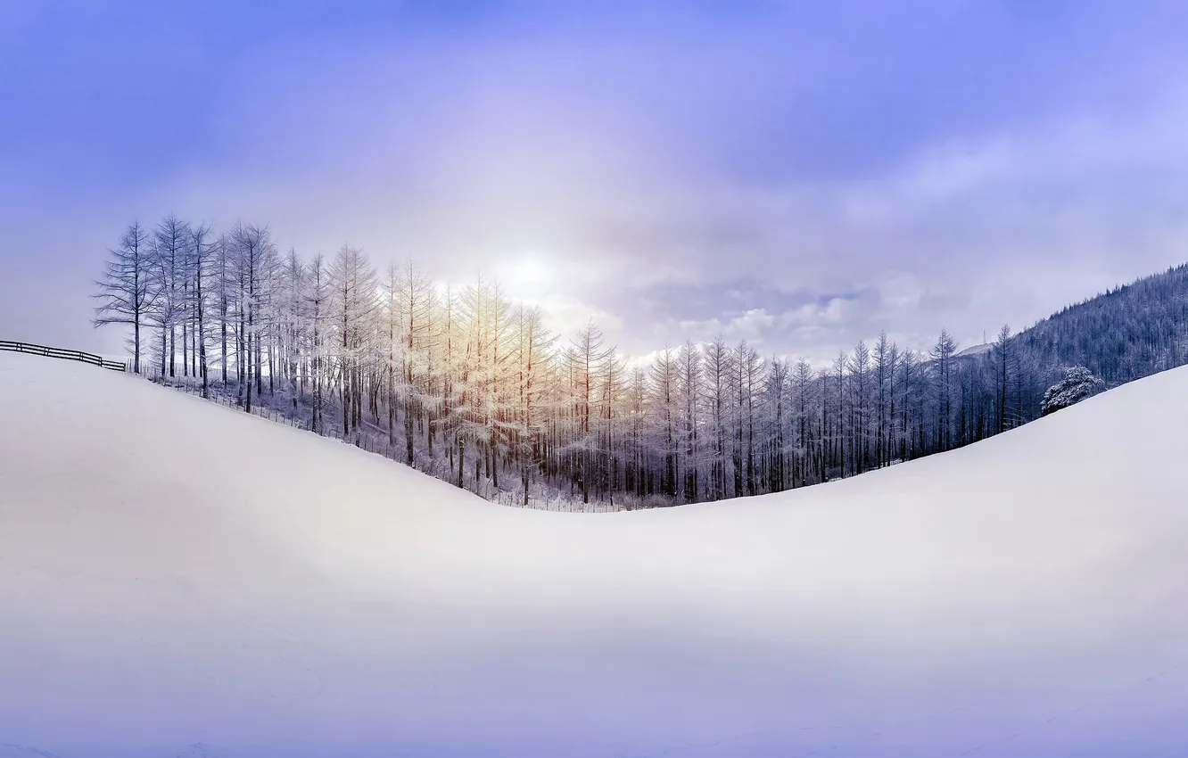 Photo wallpaper winter, forest, the sky, clouds, snow, landscape, nature, horizon