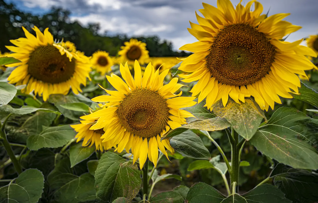 Photo wallpaper summer, clouds, sunflowers, flowers, yellow, nature, trio