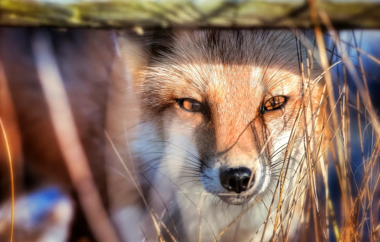 Photo wallpaper grass, look, face, light, portrait, shadow, Fox, bokeh