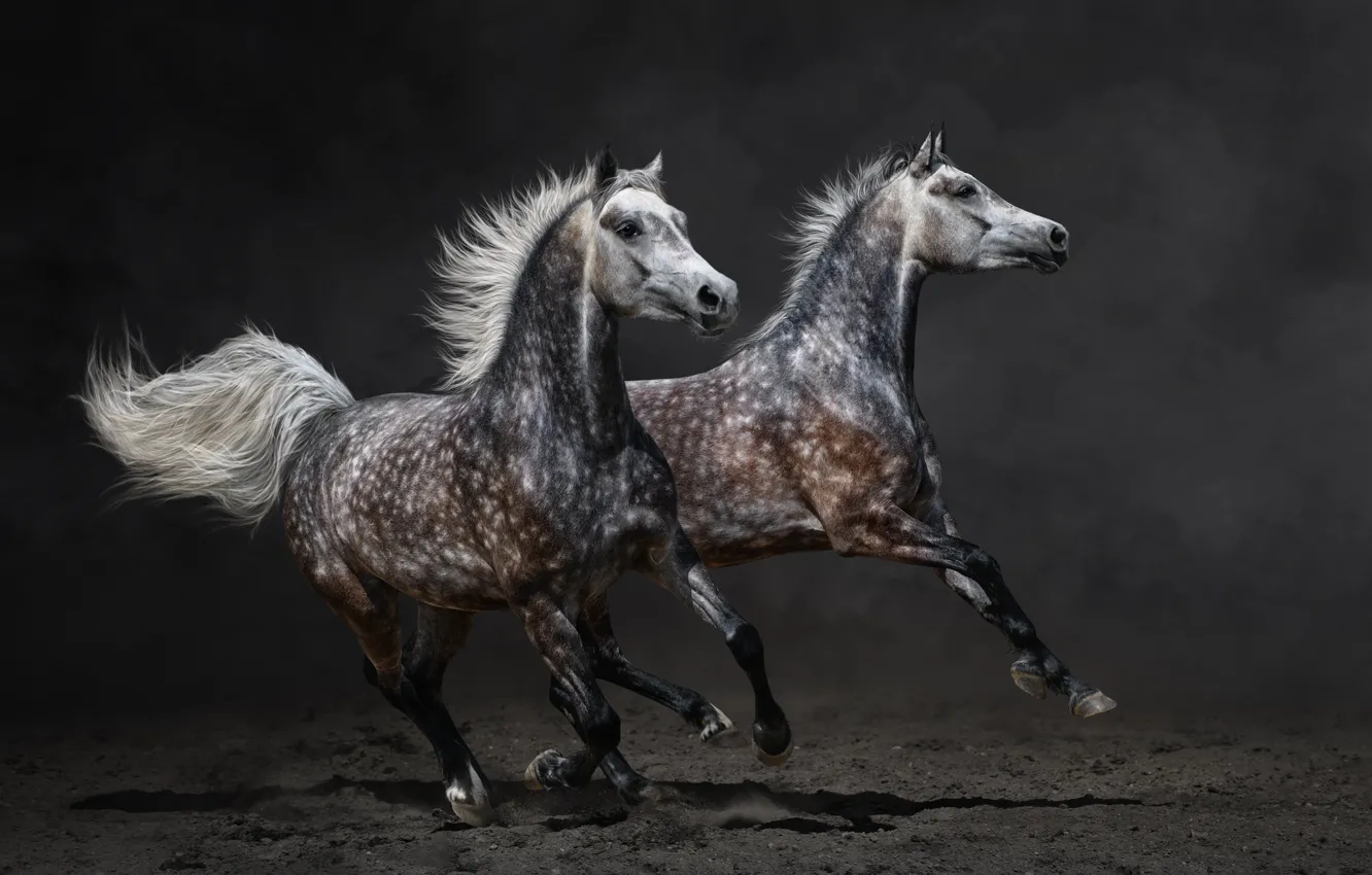 Photo wallpaper horse, horse, dust, running, pair