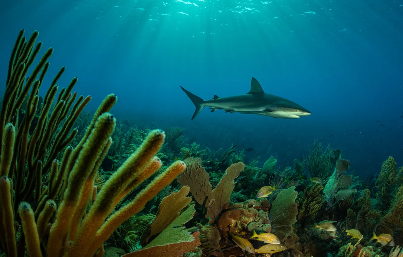Photo wallpaper sea, shark, corals, underwater world