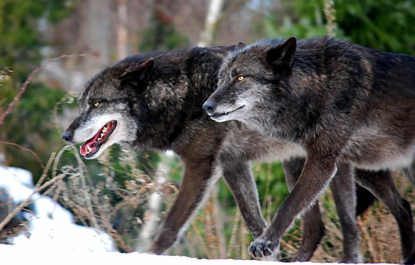 Photo wallpaper Predator, nature, animal, wolf, wildlife, portrait, portrait., Canis lupus. face
