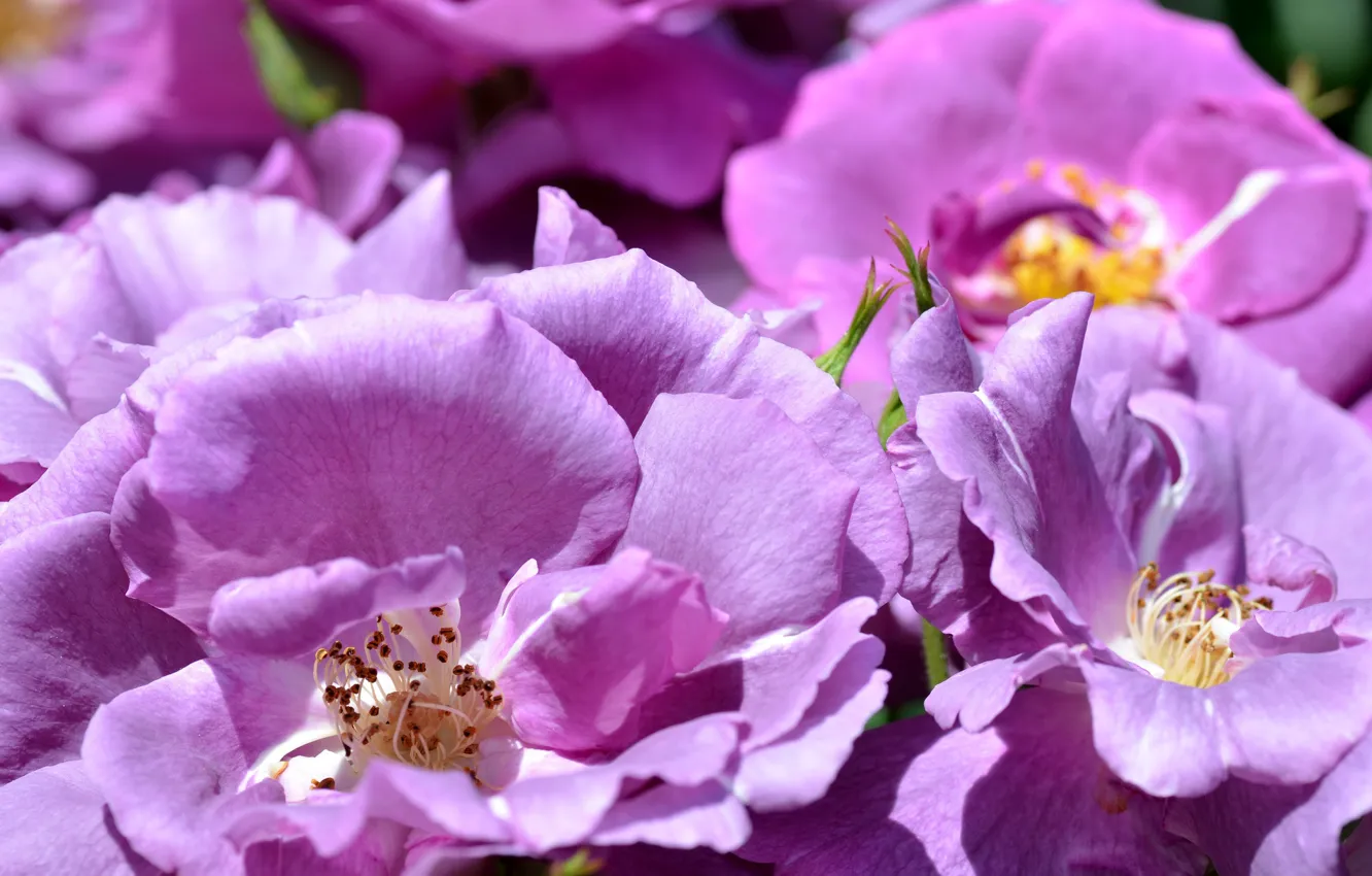 Photo wallpaper purple, roses, petals