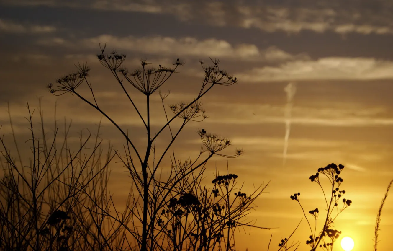 Photo wallpaper the sky, light, flowers, dill