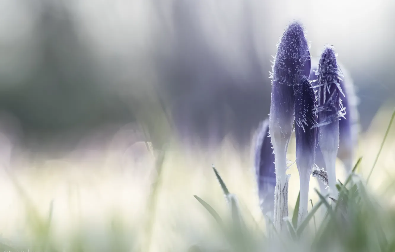 Photo wallpaper frost, flowers, nature
