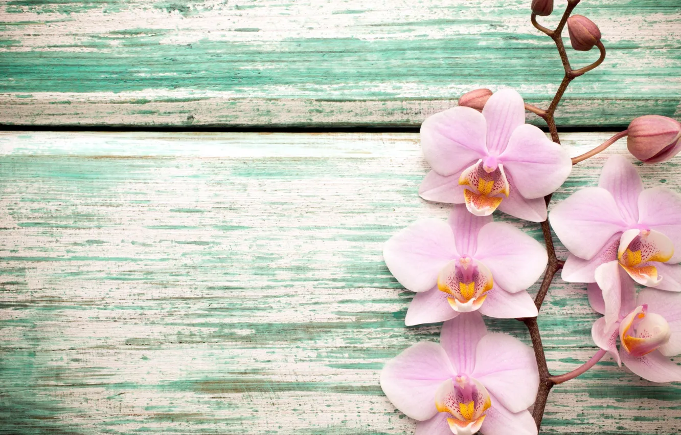 Photo wallpaper flowers, pink, orchids, exotic, an Orchid branch, Tachinska Marina