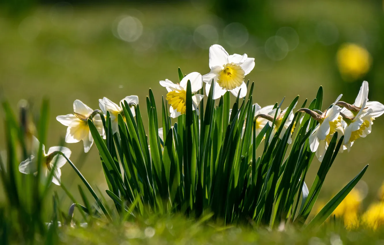 Photo wallpaper flowers, glade, spring, white, daffodils, bokeh
