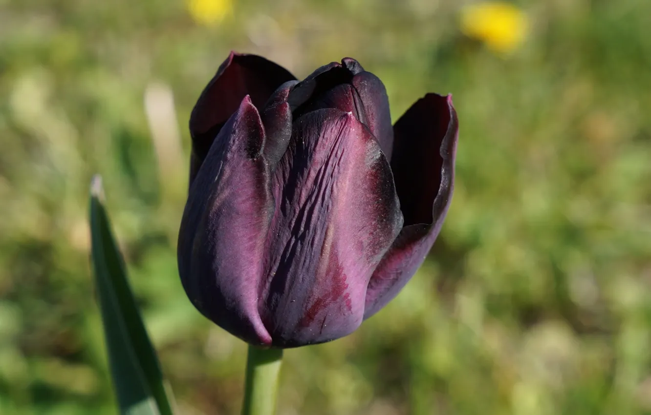 Photo wallpaper dark, tulips, spring, blooming