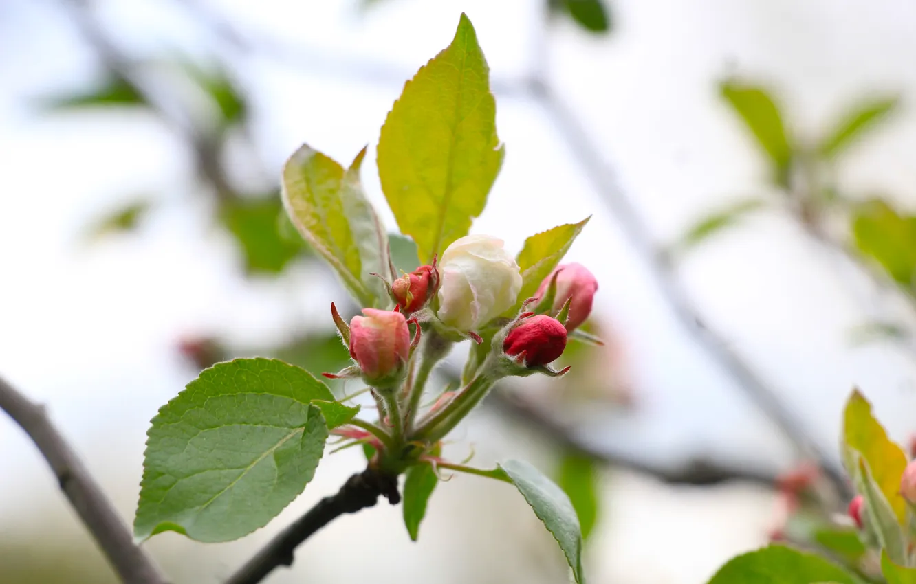 Photo wallpaper spring, leaf, twig
