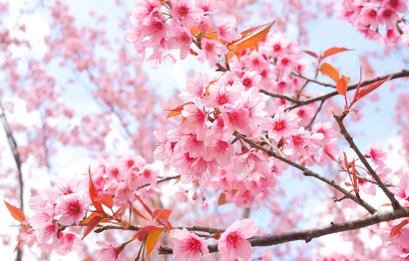 Photo wallpaper branches, spring, Sakura, flowering, pink, blossom, sakura, cherry