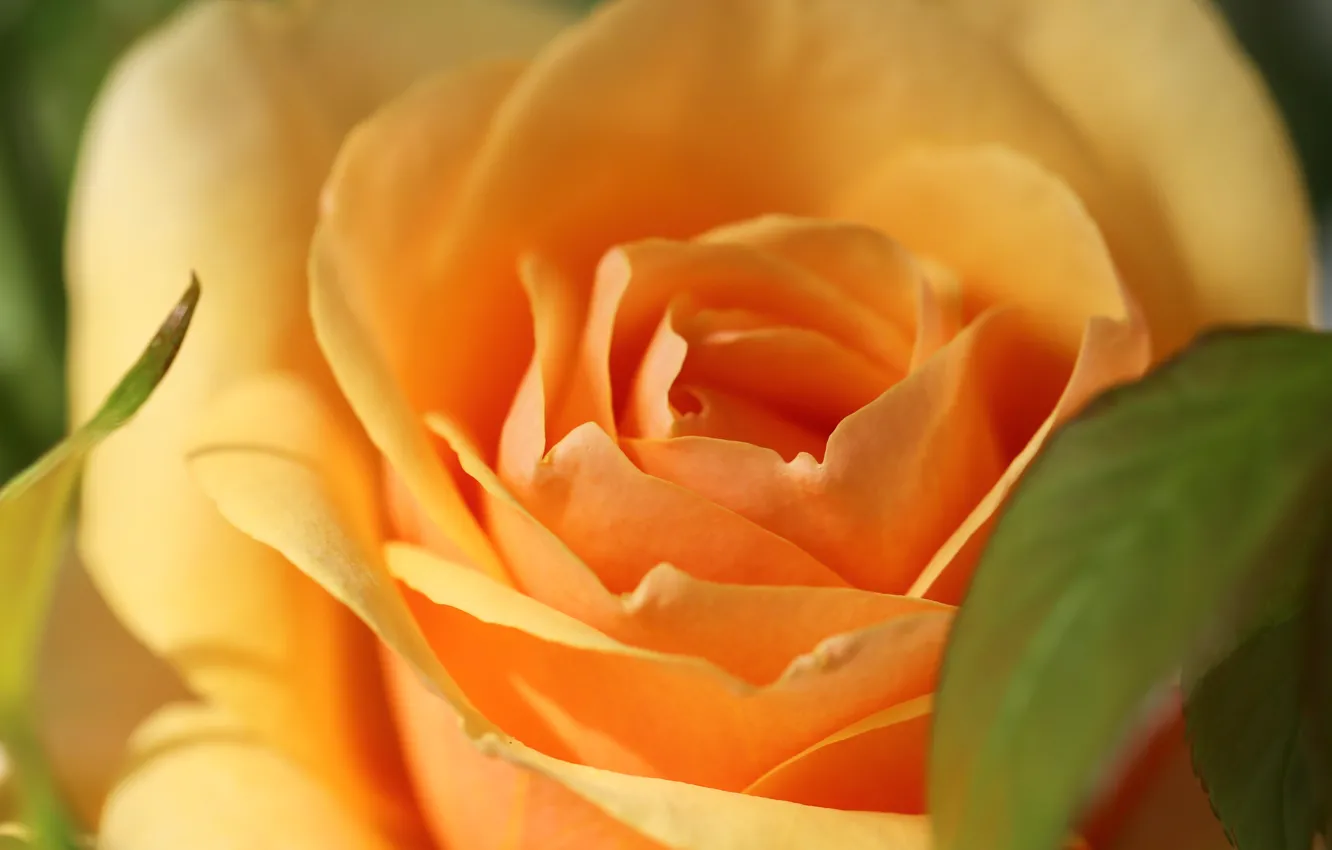 Photo wallpaper macro, roses, buds, yellow rose