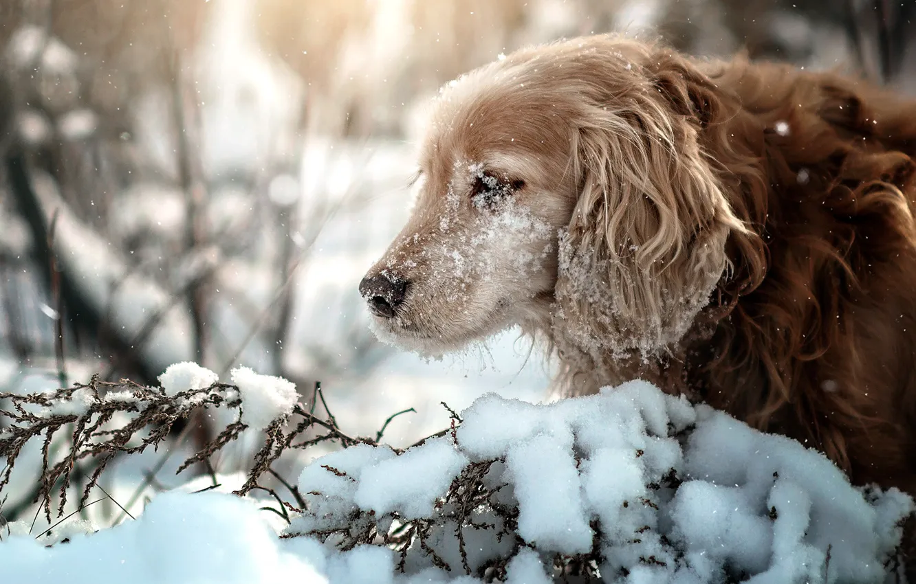 Photo wallpaper winter, snow, branches, nature, animal, dog, profile, dog