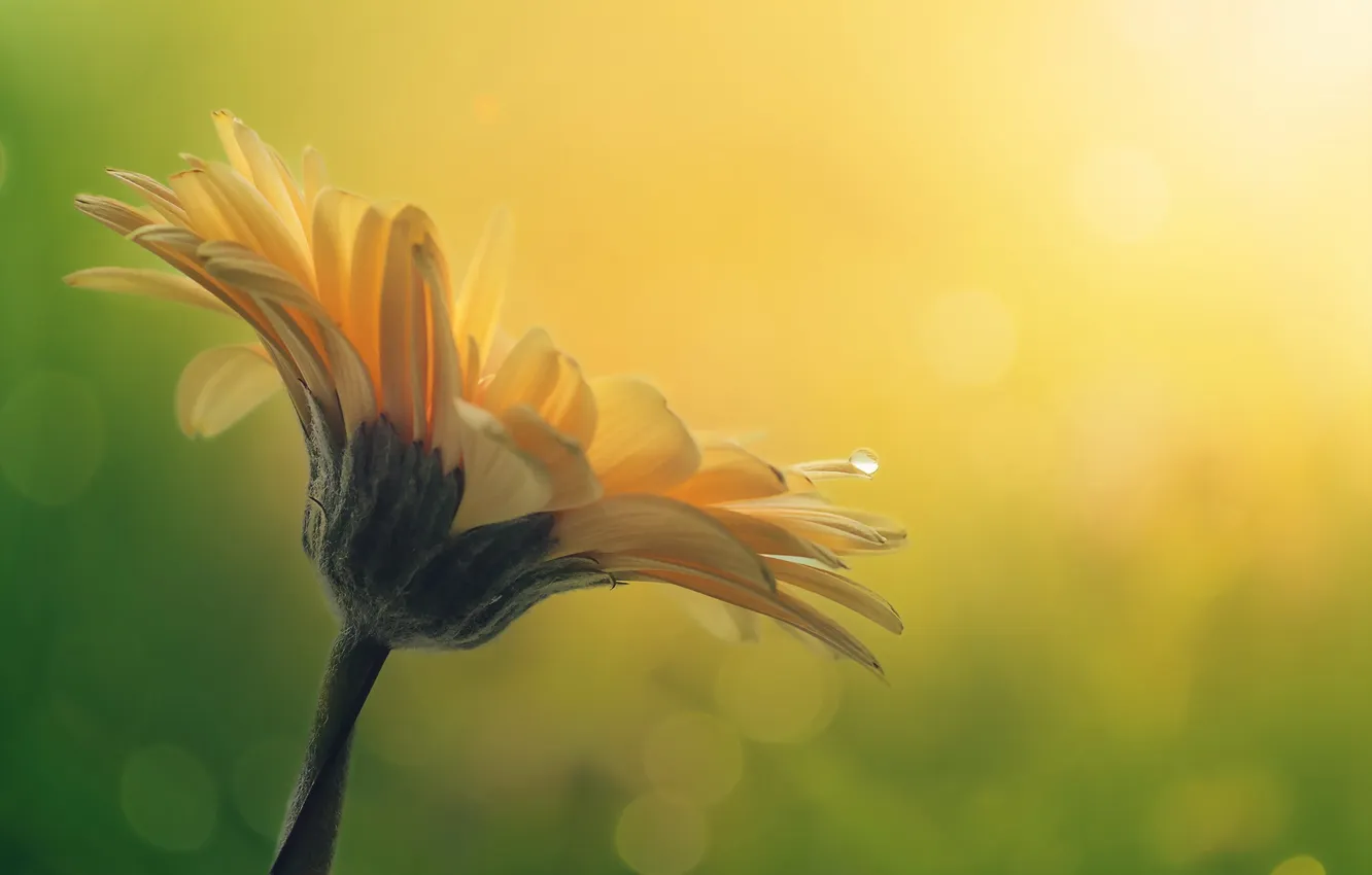 Photo wallpaper macro, flowers, nature