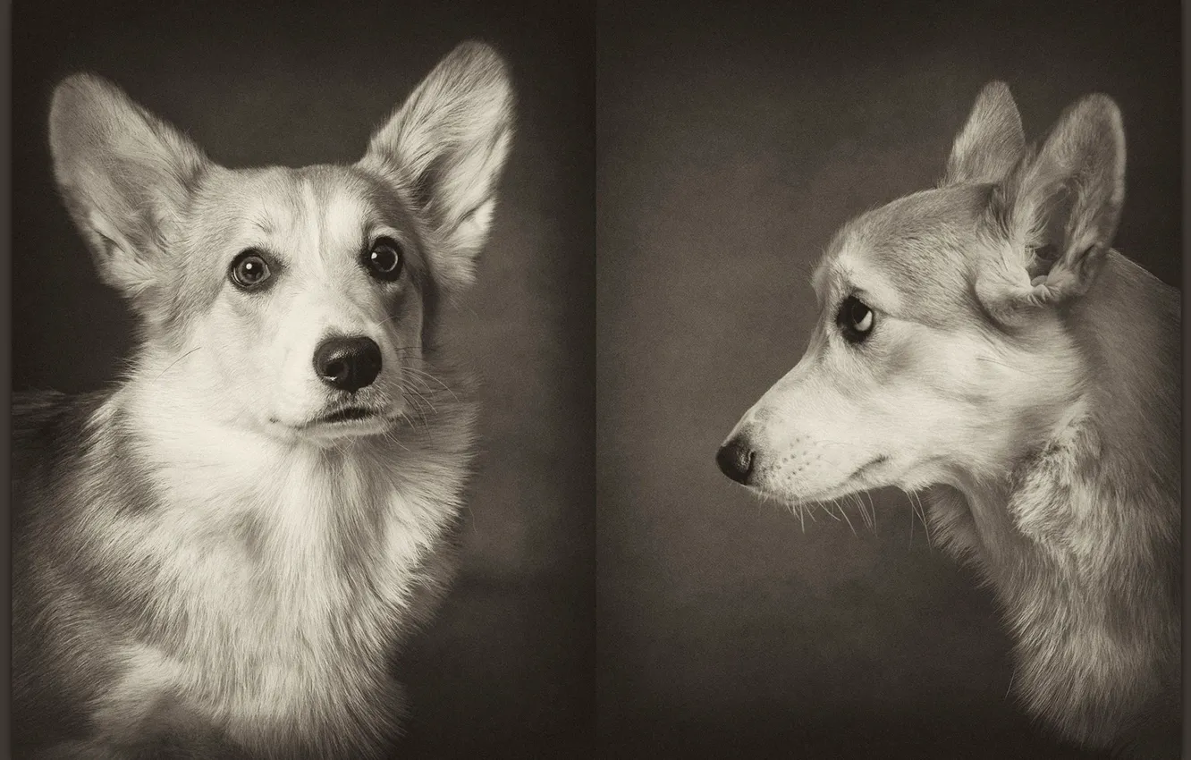 Photo wallpaper dogs, pembrok3, Corgi