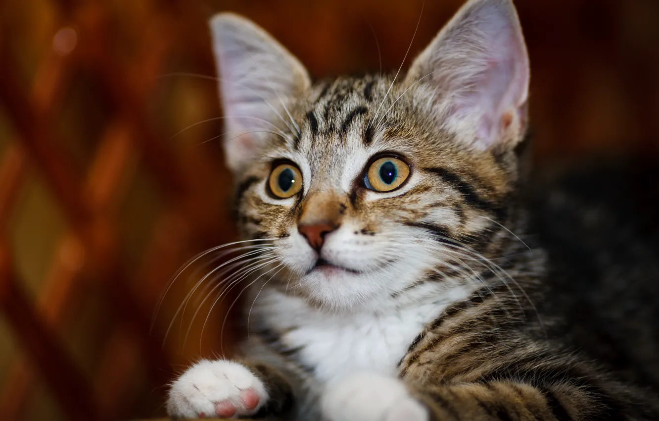 Photo wallpaper cat, eyes, look, kitty, baby, kitty, bokeh